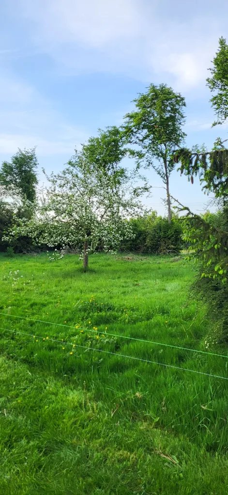 Terrain Nutrijardin — pommiers en fleurs